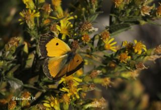 Sar Azamet (Colias croceus)