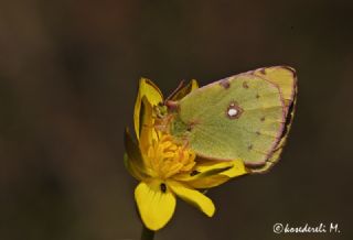 Sar Azamet (Colias croceus)