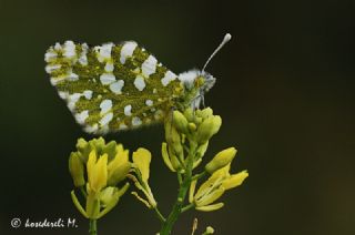 Da Oykls (Euchloe ausonia)