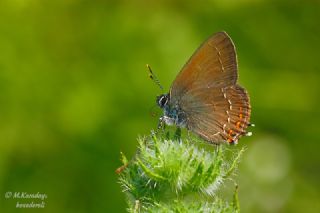 Byk Sevbeni (Satyrium ilicis)