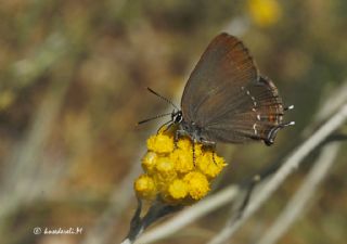 Byk Sevbeni (Satyrium ilicis)