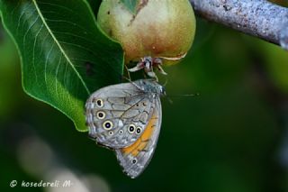 Aa Esmeri (Kirinia roxelana)