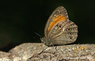 Aa Esmeri (Kirinia roxelana)