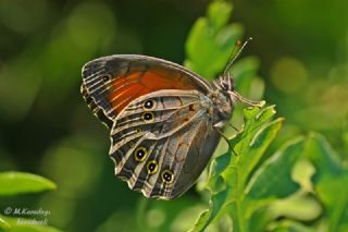 Aa Esmeri (Kirinia roxelana)