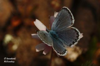 Himalaya Mavisi (Pseudophilotes vicrama)