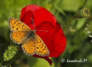 Gzel parhan (Melitaea trivia)