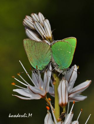 Zmrt (Callophrys rubi)