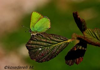 Zmrt (Callophrys rubi)