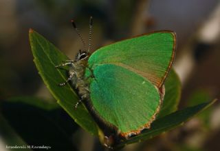 Zmrt (Callophrys rubi)