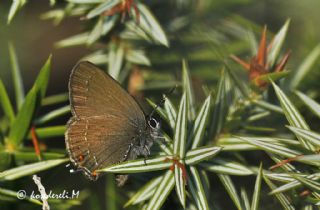 Byk Sevbeni (Satyrium ilicis)