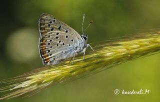 Byk Mor Bakr Gzeli (Lycaena alciphron)