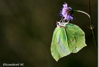 Orakkanat (Gonepteryx rhamni)