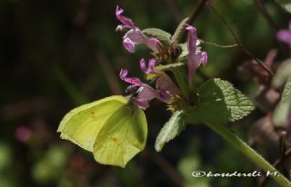 Orakkanat (Gonepteryx rhamni)