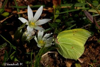 Orakkanat (Gonepteryx rhamni)