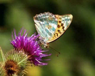 Cengaver (Argynnis paphia)