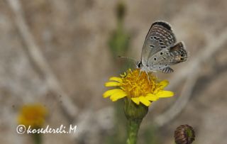 Mcevher Kelebei (Chilades trochylus)