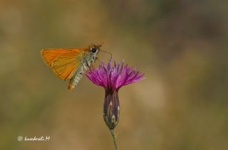 Sar Antenli Zpzp (Thymelicus sylvestris)