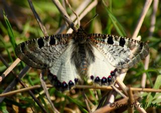 Yalanc Apollo (Archon apollinus)