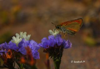 Siyah Antenli Zpzp (Thymelicus lineolus)