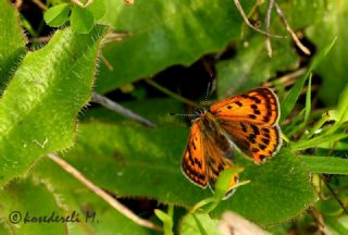 Osmanl Atei (Lycaena ottomanus)