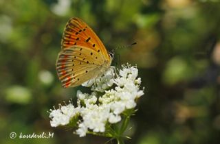 Osmanl Atei (Lycaena ottomanus)
