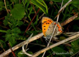 Osmanl Atei (Lycaena ottomanus)