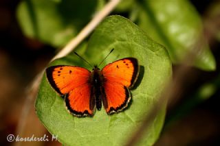 Osmanl Atei (Lycaena ottomanus)