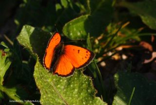 Osmanl Atei (Lycaena ottomanus)