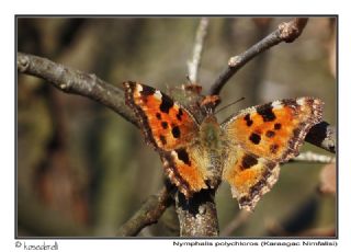 Karaaa Nimfalisi (Inachis polychloros)