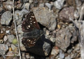 Kzl Zpzp (Spialia orbifer)