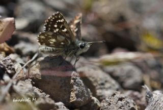 Kzl Zpzp (Spialia orbifer)