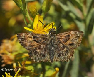 Hatmi Zpzp (Carcharodus alceae)