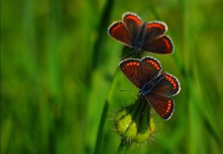 okgzl Esmer (Aricia agestis)