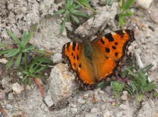 Karaaa Nimfalisi (Inachis polychloros)