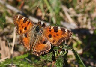 Karaaa Nimfalisi (Inachis polychloros)