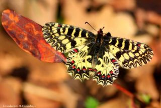 Gney Fistosu (Zerynthia polyxena)