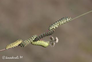 Krlangkuyruk (Papilio machaon)