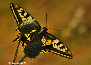 Krlangkuyruk (Papilio machaon)