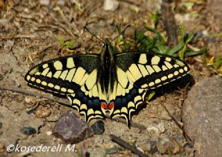 Krlangkuyruk (Papilio machaon)