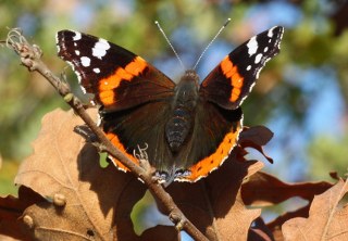 Atalanta (Vanessa atalanta)