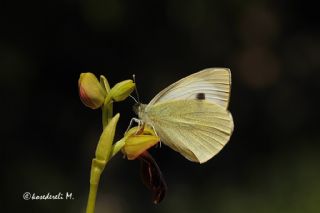 Byk Beyazmelek  (Pieris brassicae)