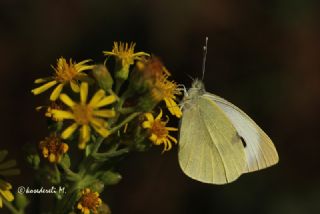 Byk Beyazmelek  (Pieris brassicae)