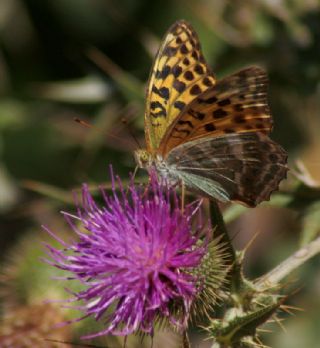 Cengaver (Argynnis paphia)