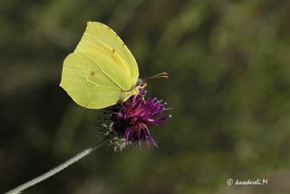 Kleopatra (Gonepteryx cleopatra)