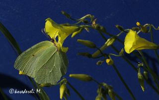 Kleopatra (Gonepteryx cleopatra)