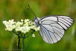 Al Beyaz (Aporia crataegi)