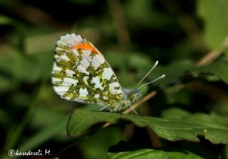 Turuncu Ssl (Anthocharis cardamines)