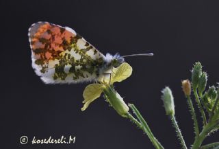 Turuncu Ssl (Anthocharis cardamines)