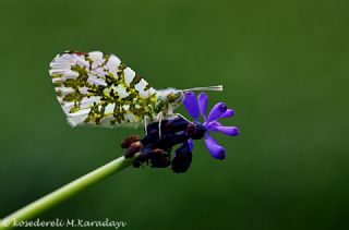 Turuncu Ssl (Anthocharis cardamines)