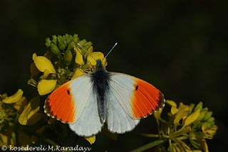 Turuncu Ssl (Anthocharis cardamines)